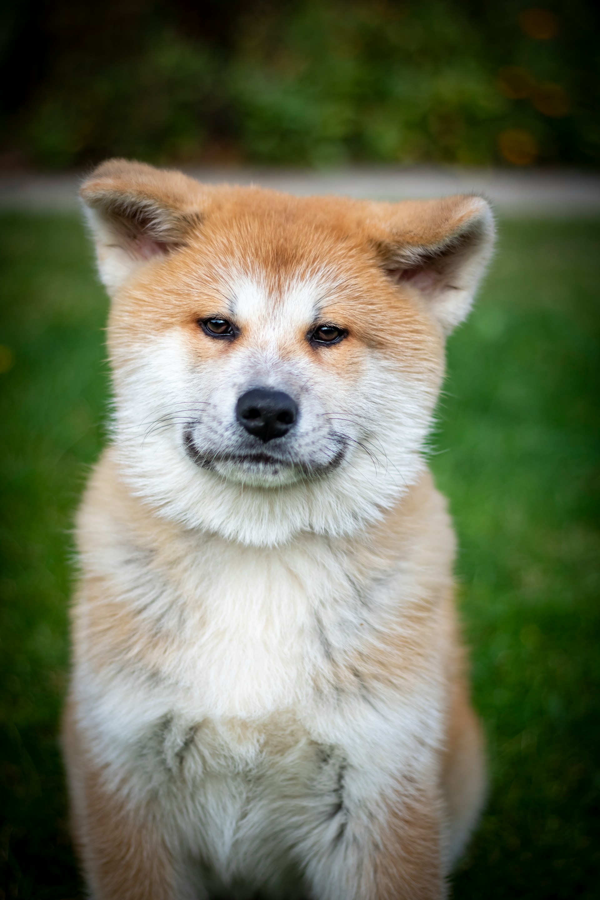 Akita Inu