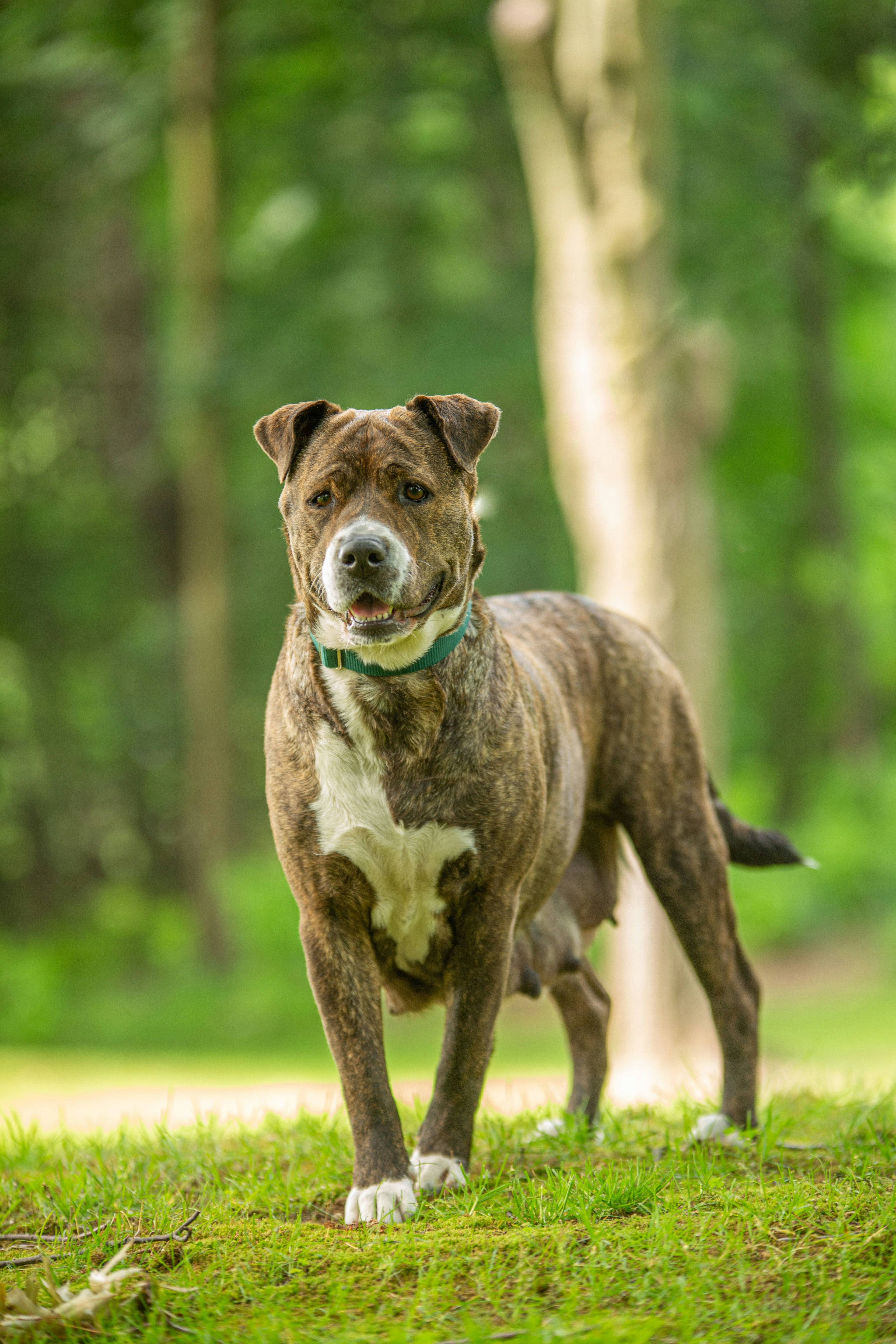 American Staffordshire Terrier