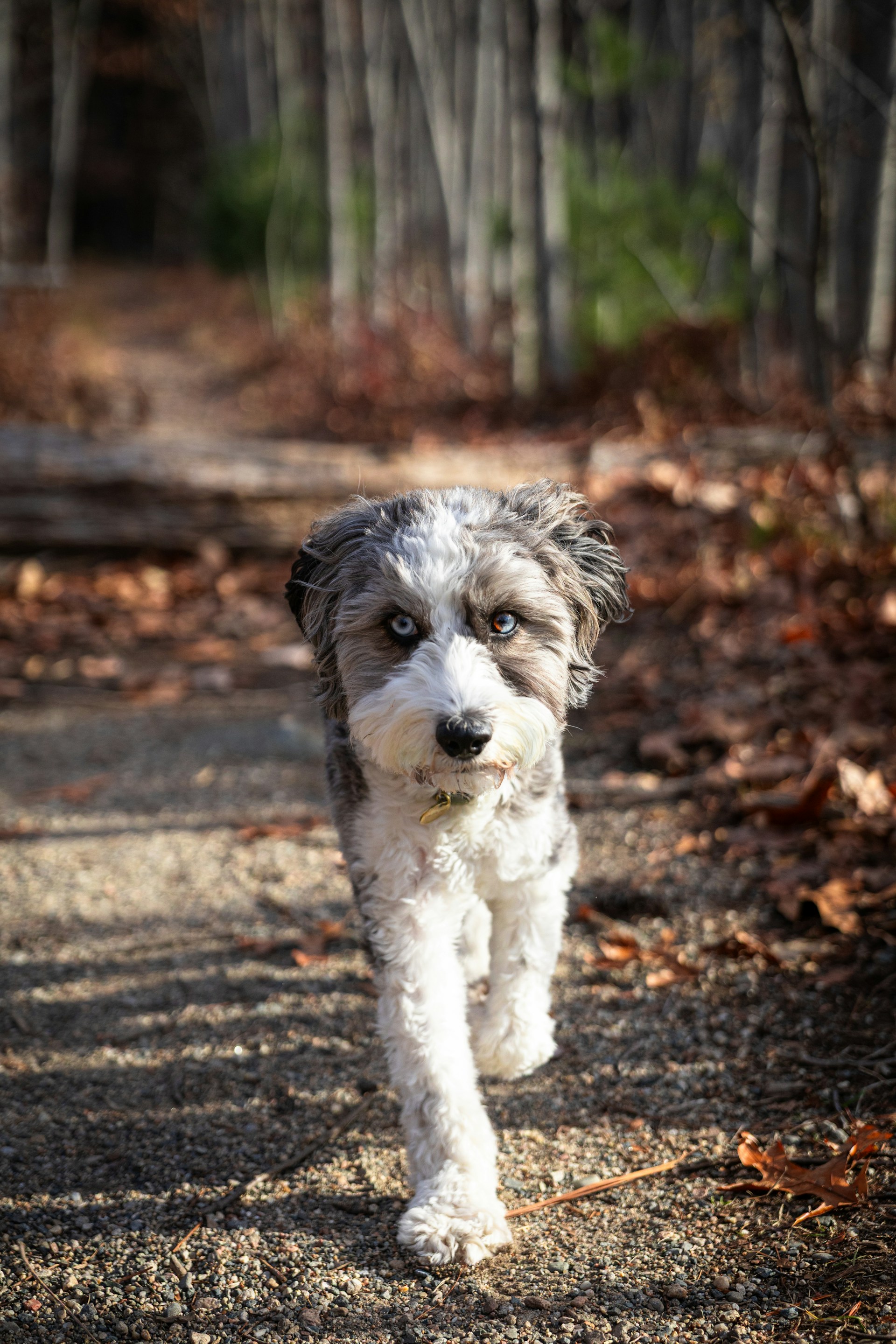 Aussiedoodle