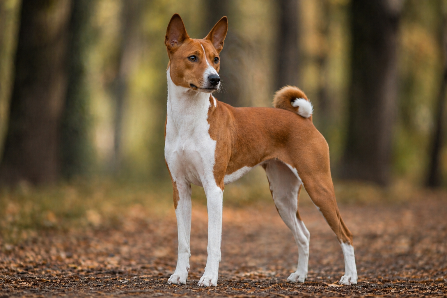 Basenji
