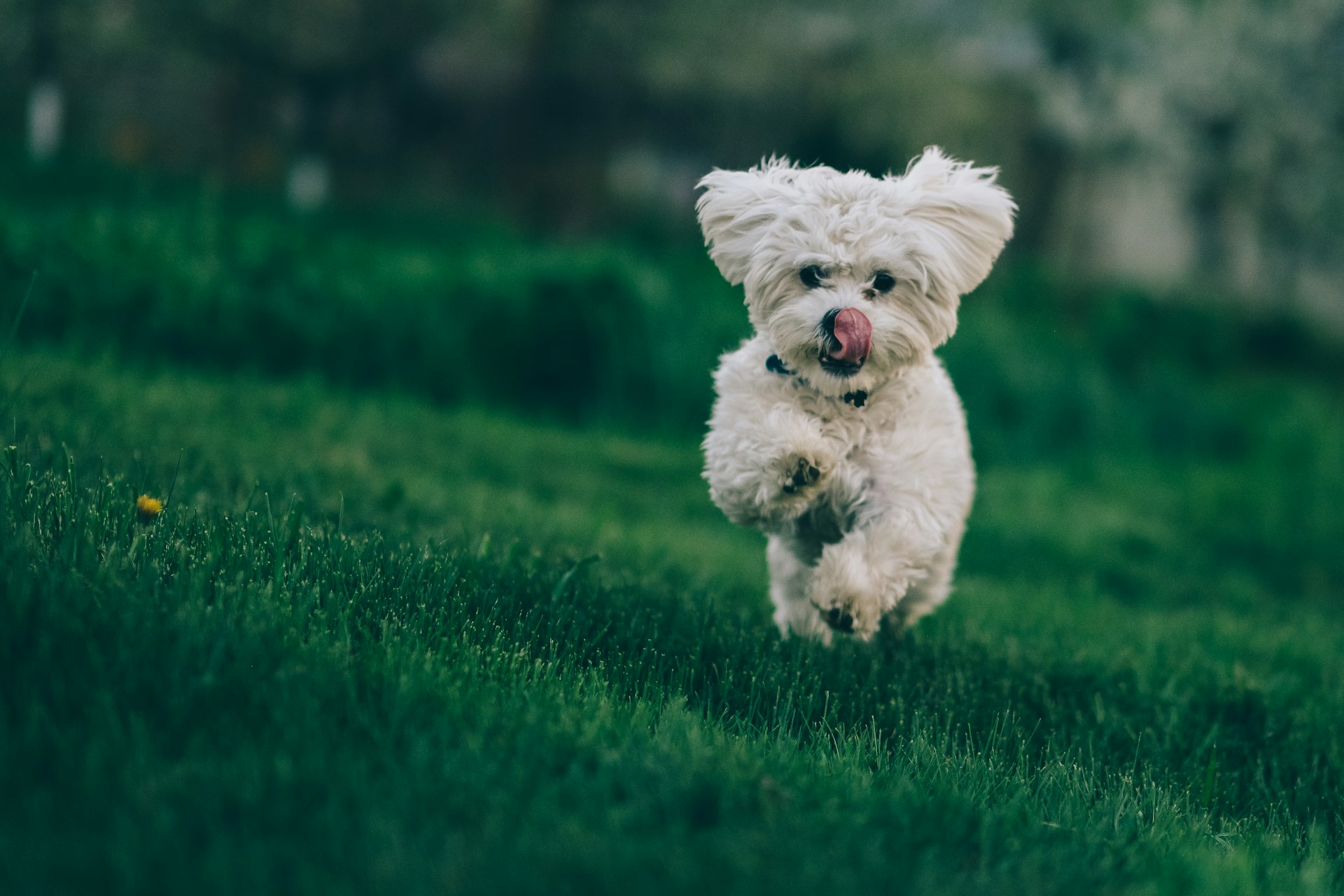 Bichón Frisé