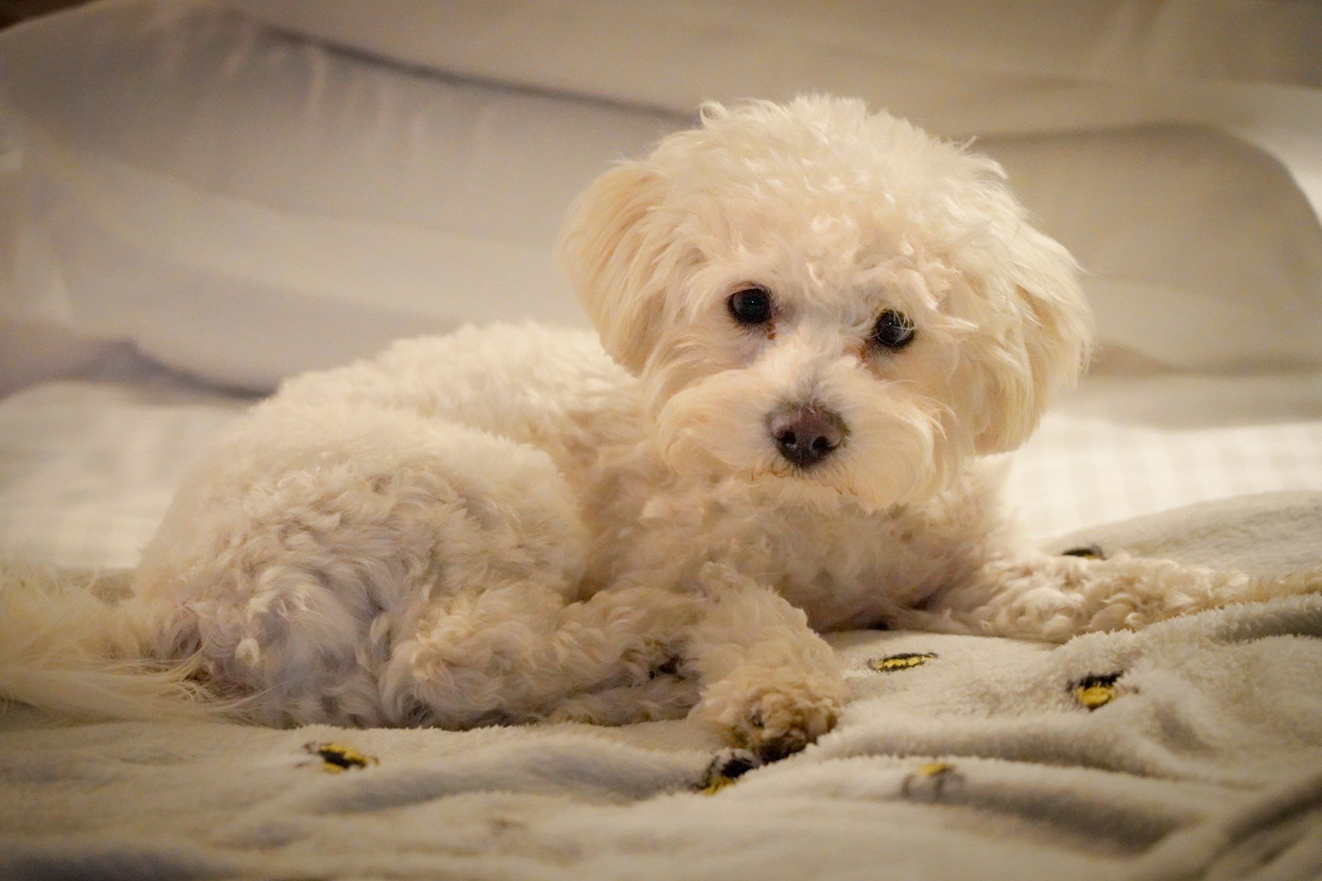 Bichón Maltés