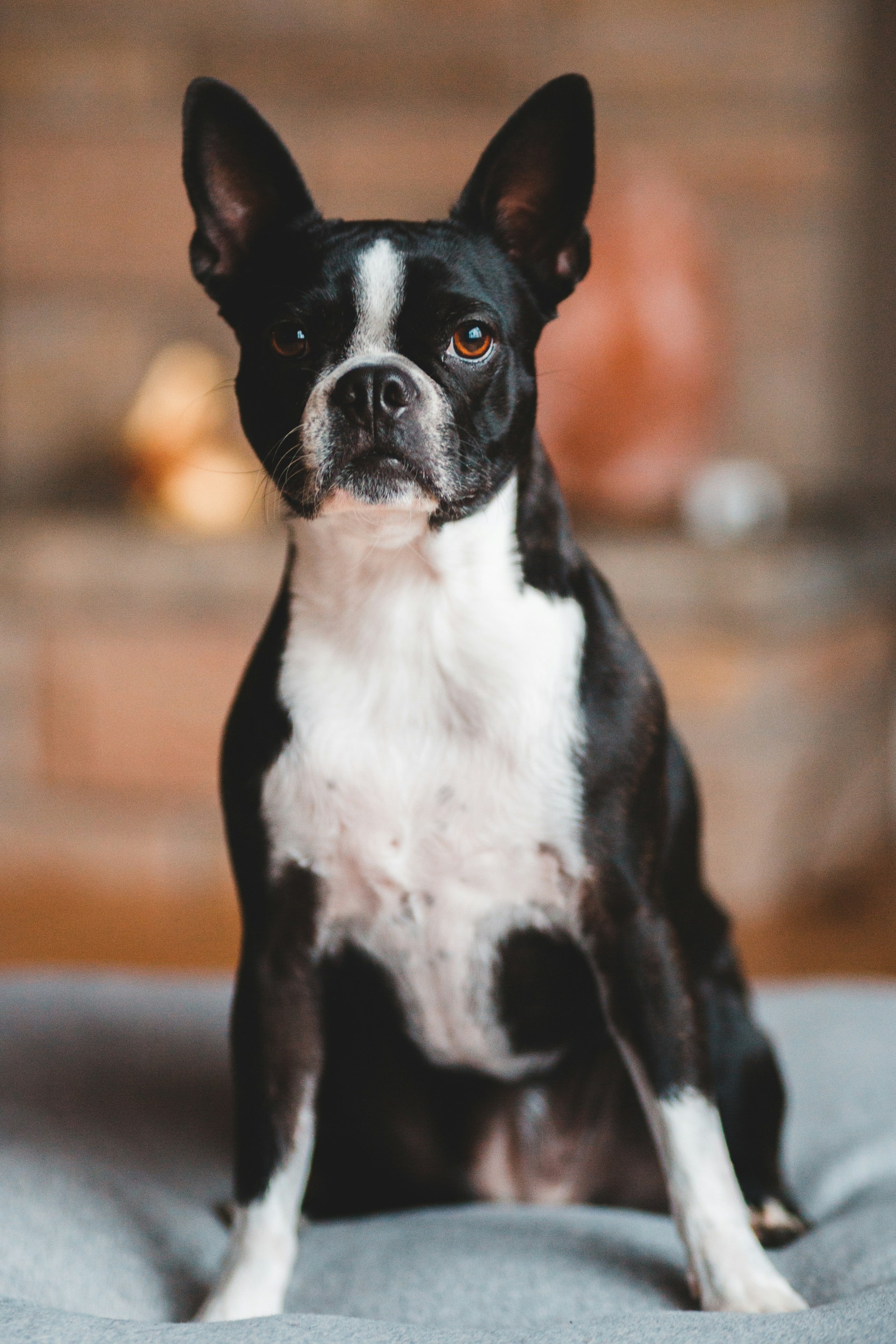 Boston Terrier