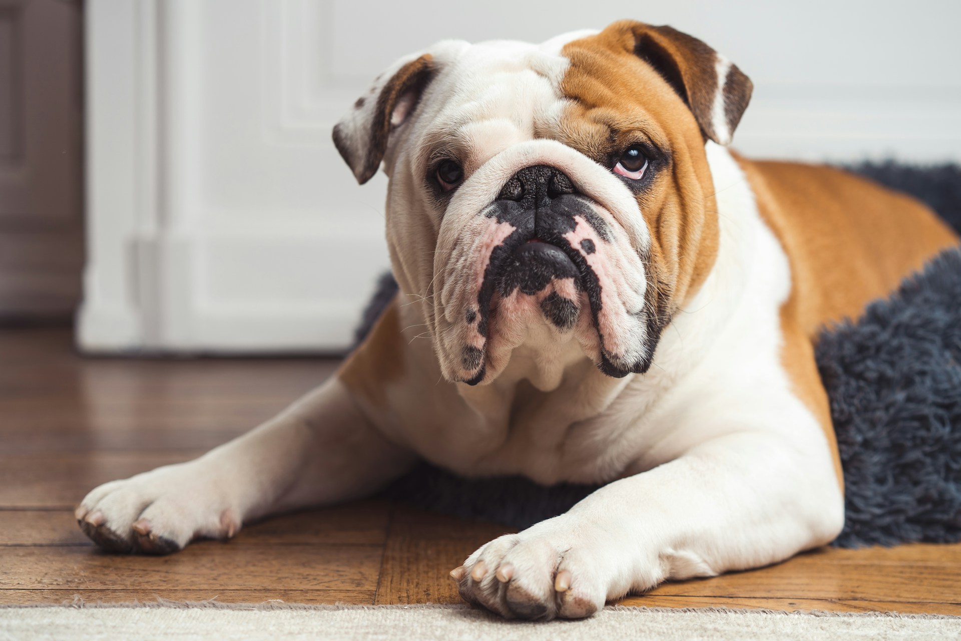 Bulldog Inglés