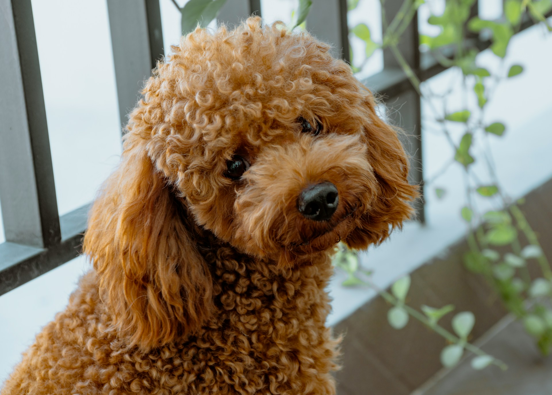 Caniche