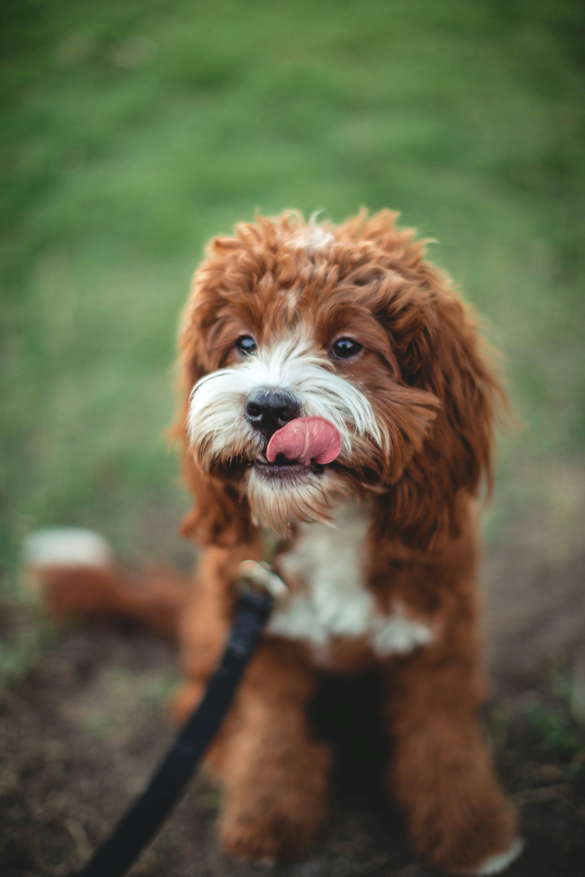 Cavapoo