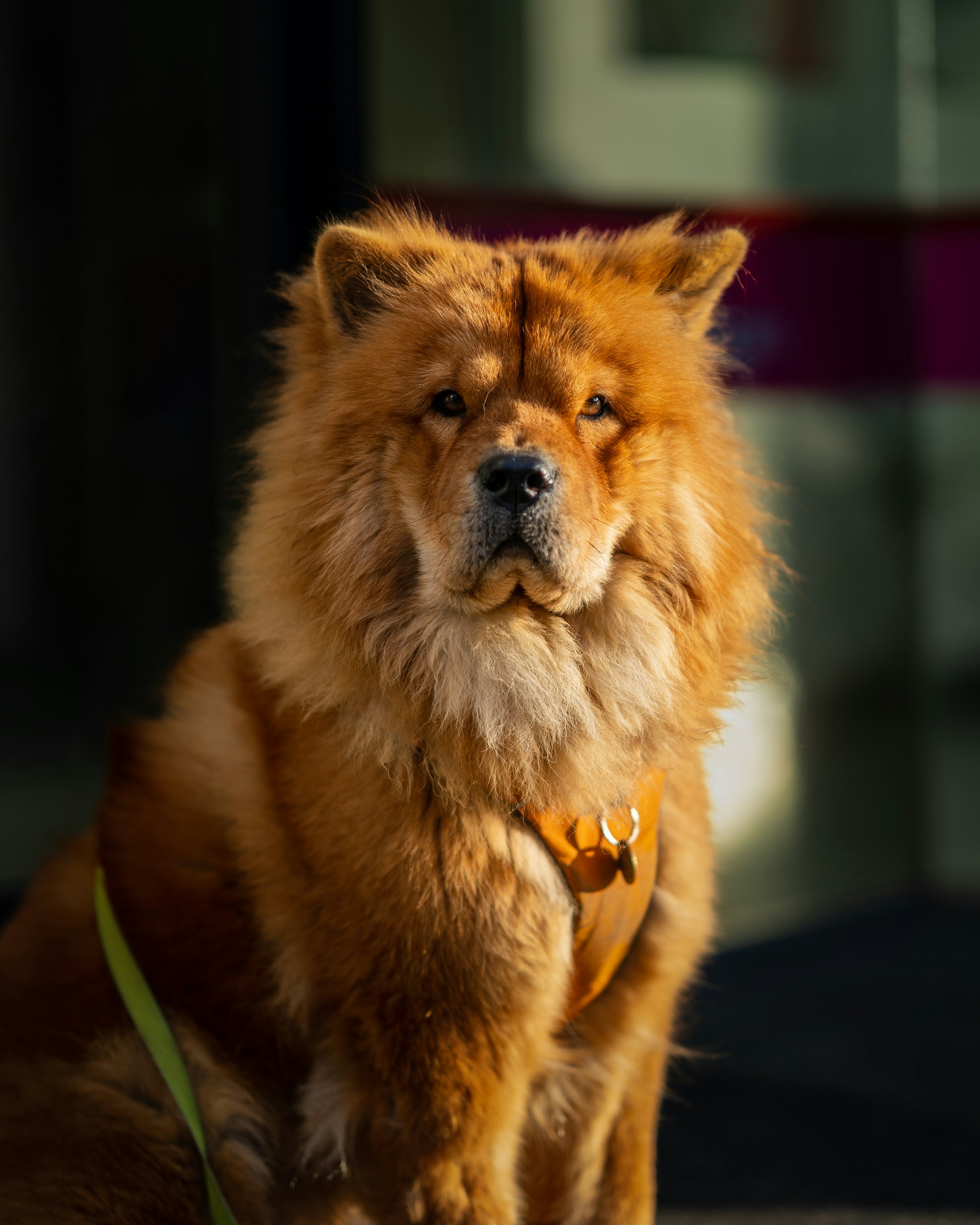 Chow Chow
