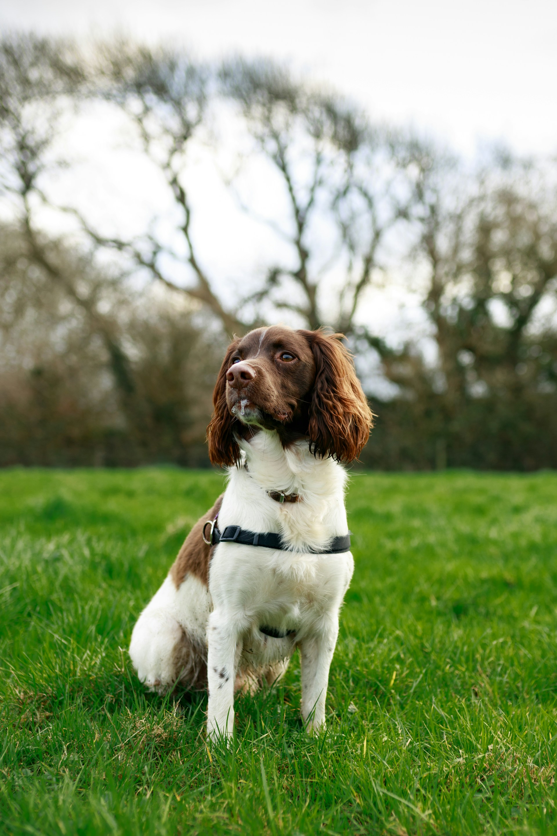 Cocker Spaniel Inglés