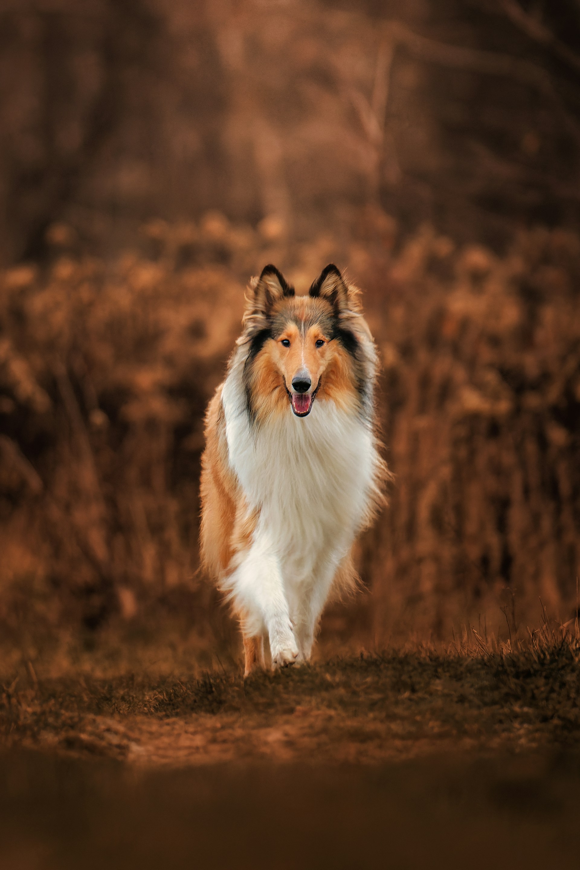 Collie (Lassie)
