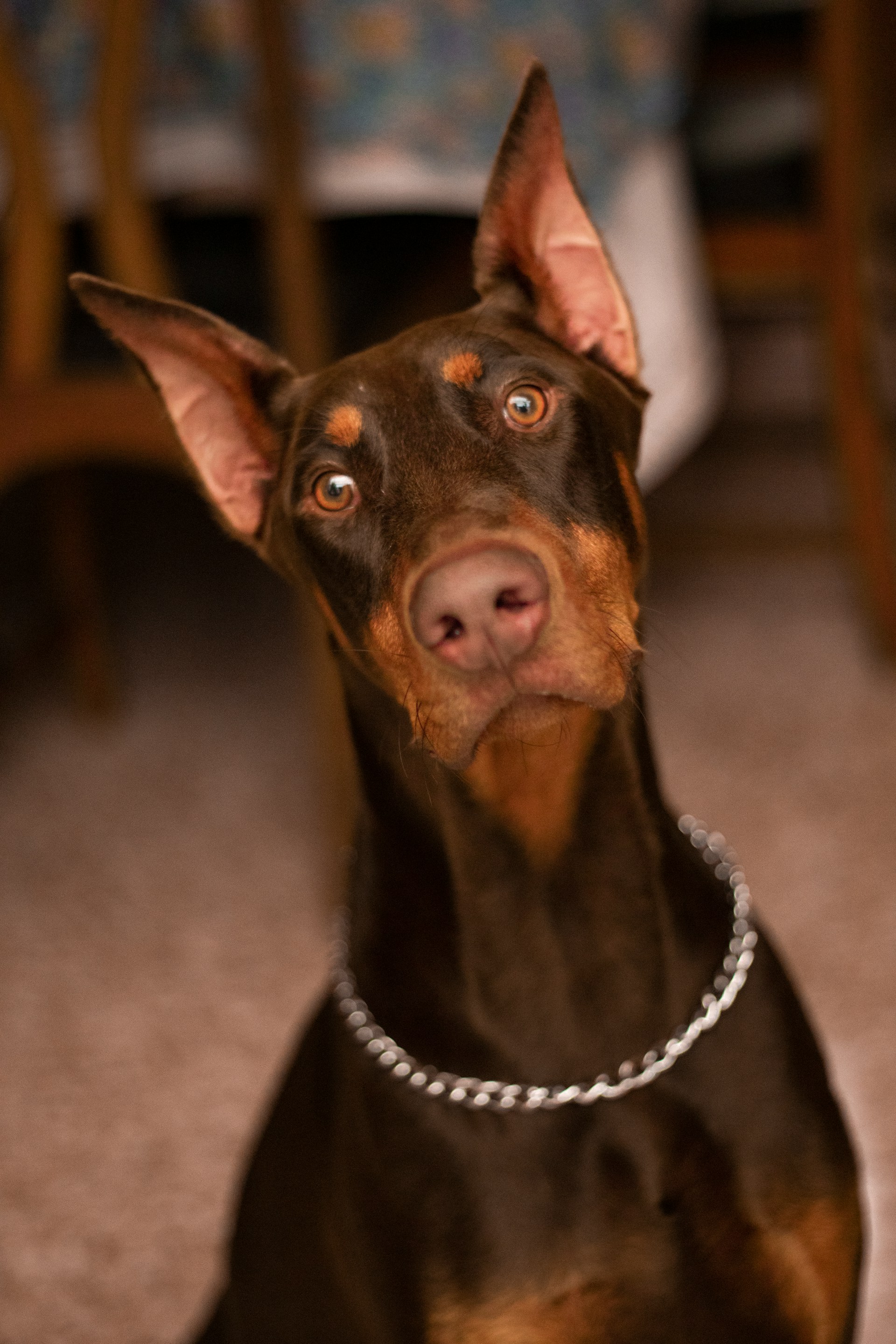 Doberman
