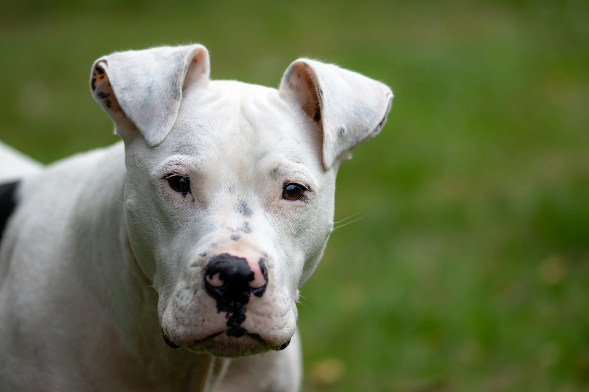 Dogo Argentino