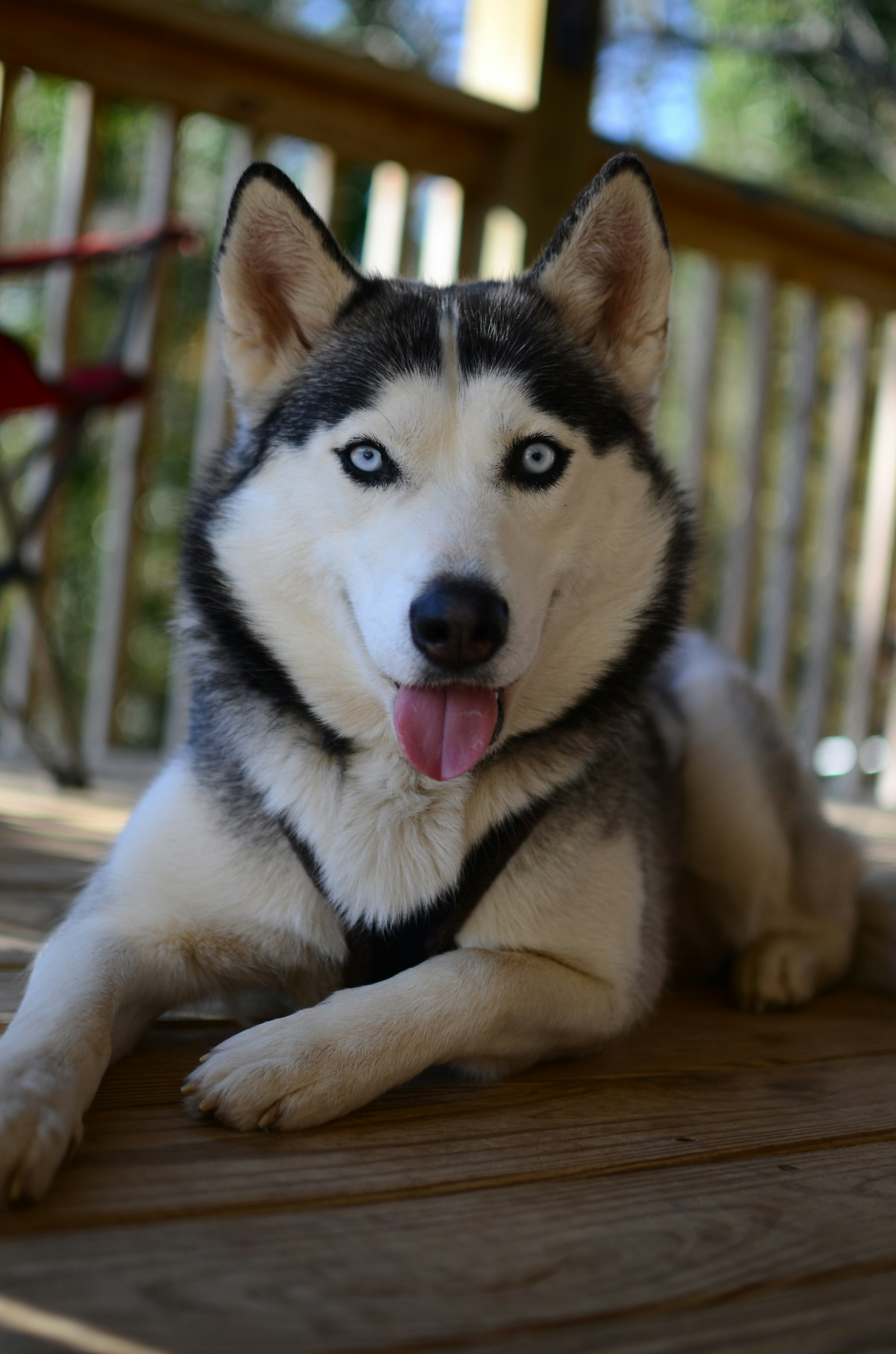 Husky Siberiano