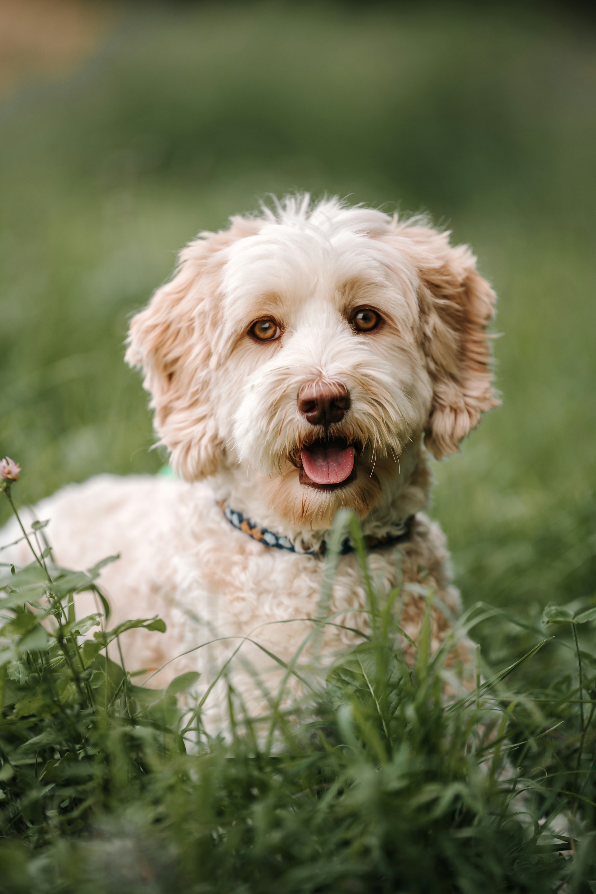 Labradoodle