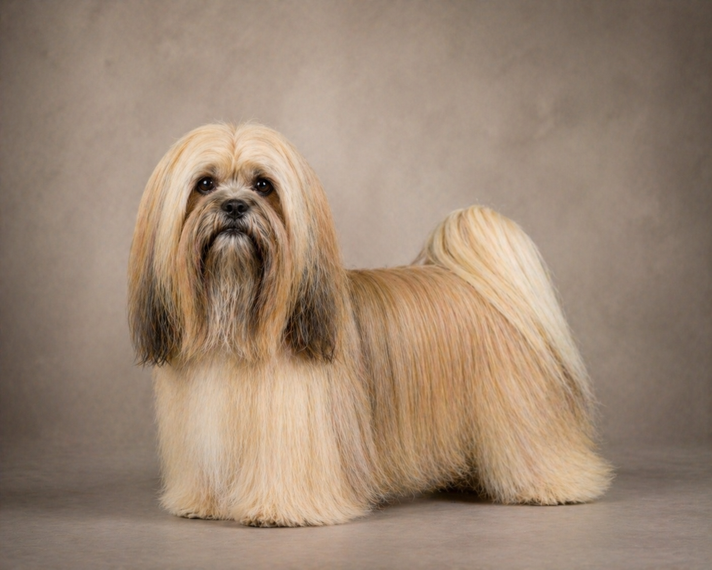 Lhasa Apso