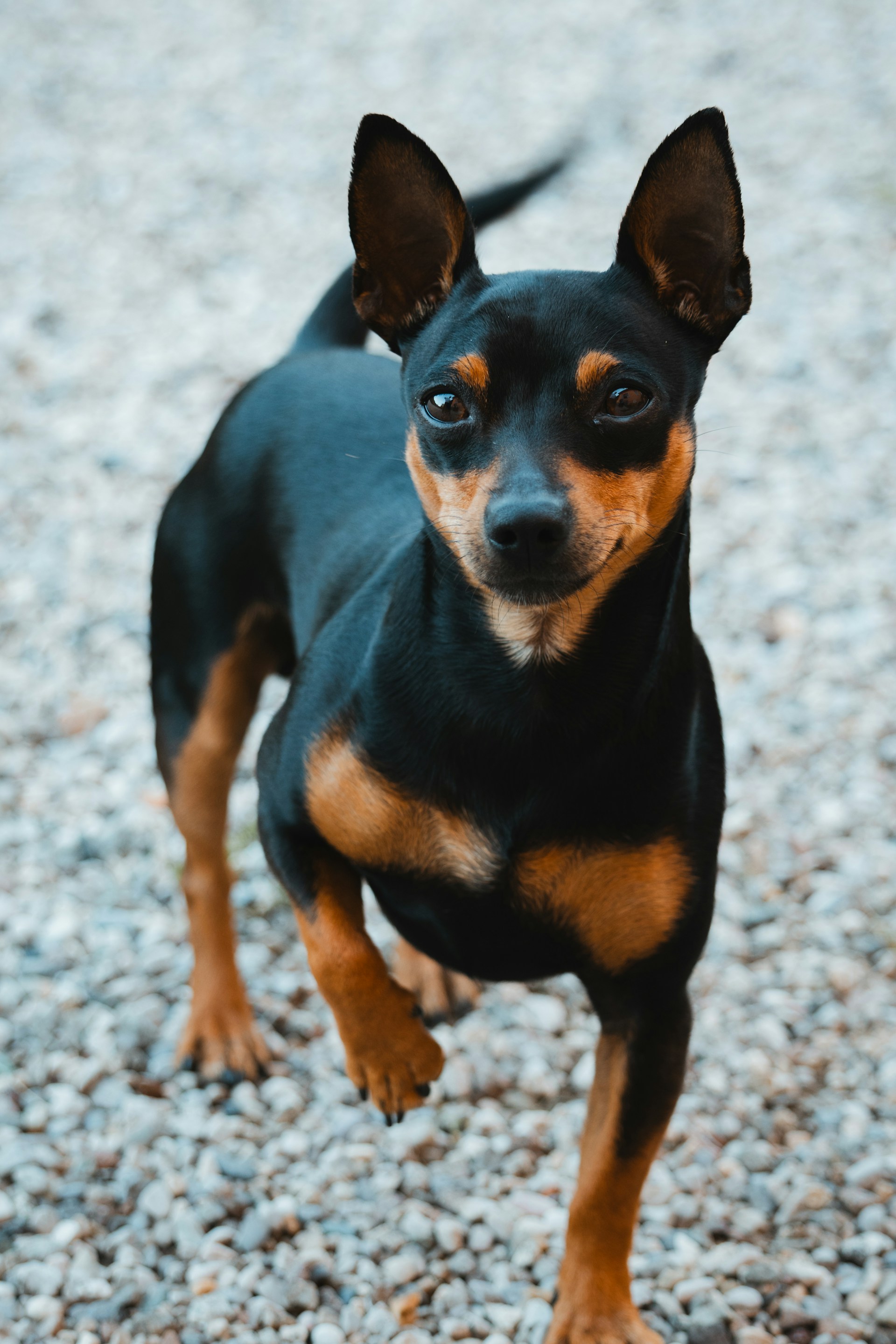 Pinscher Miniatura