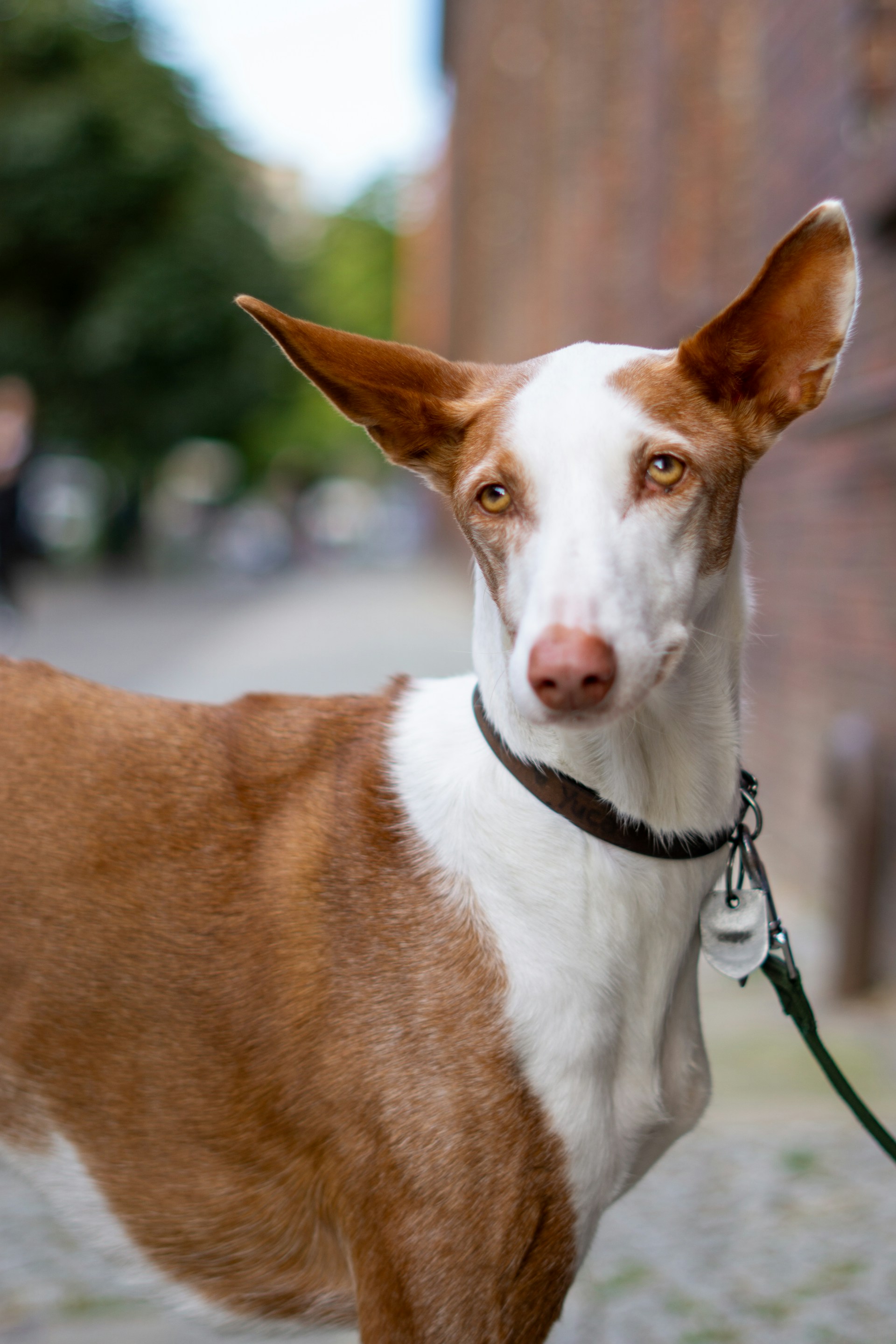 Podenco