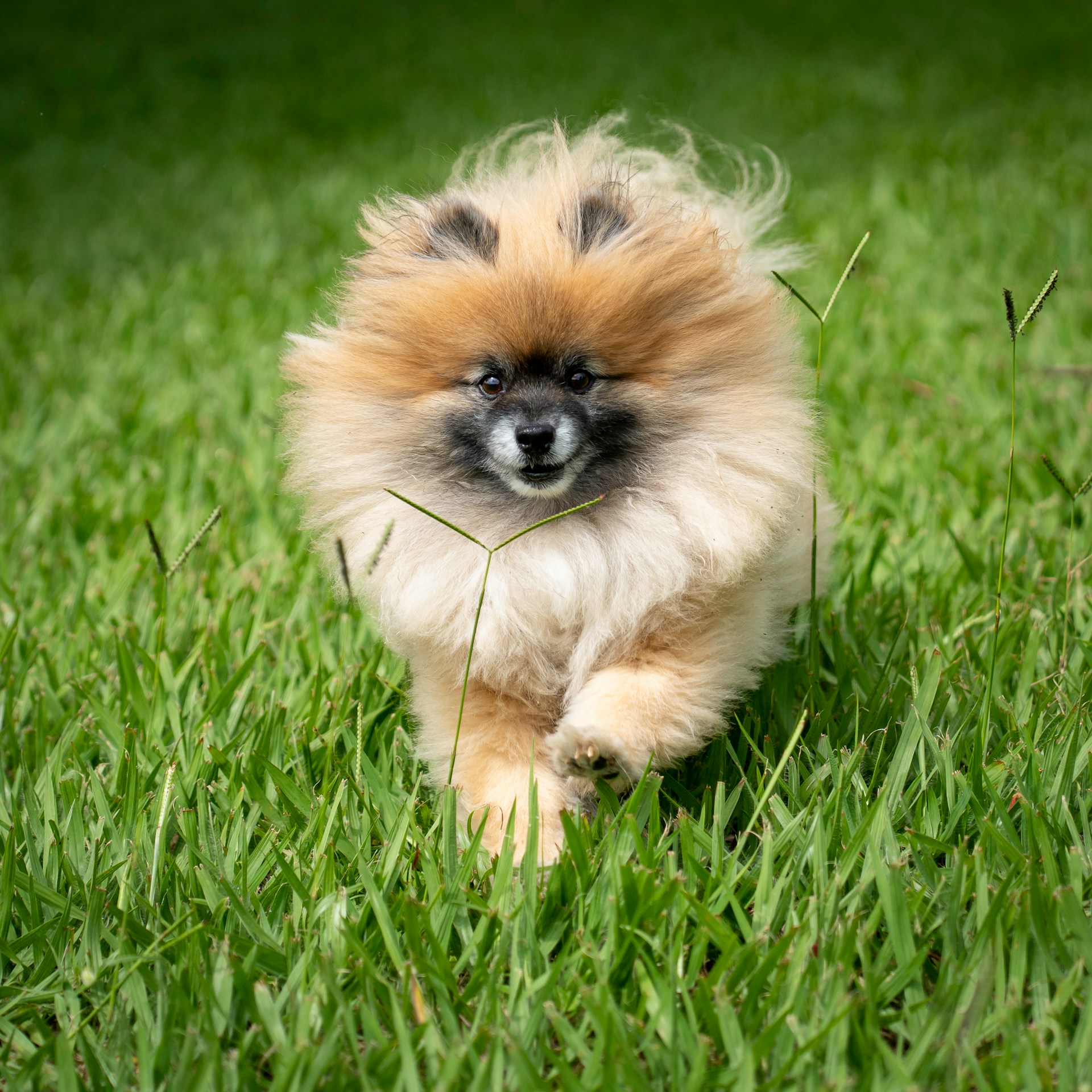 Pomerania