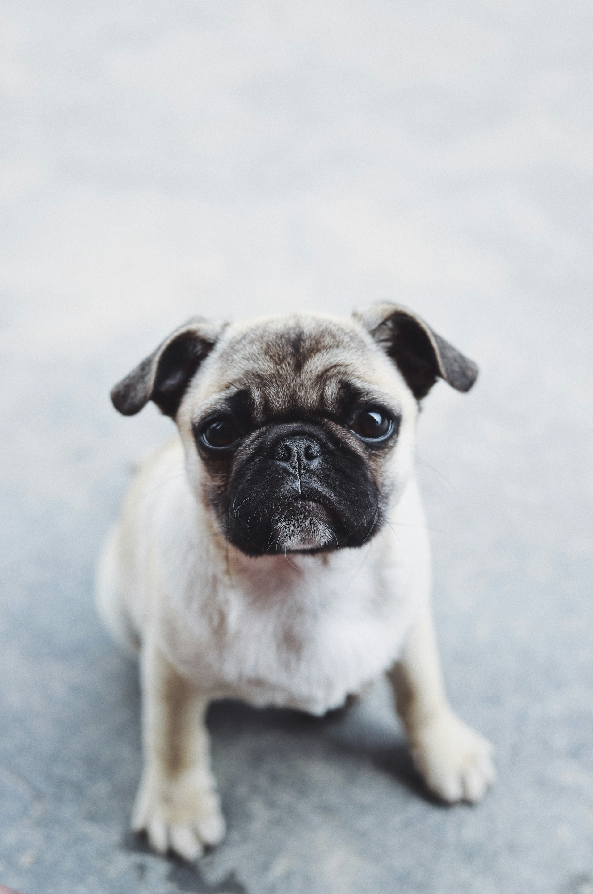 Carlino (Pug)