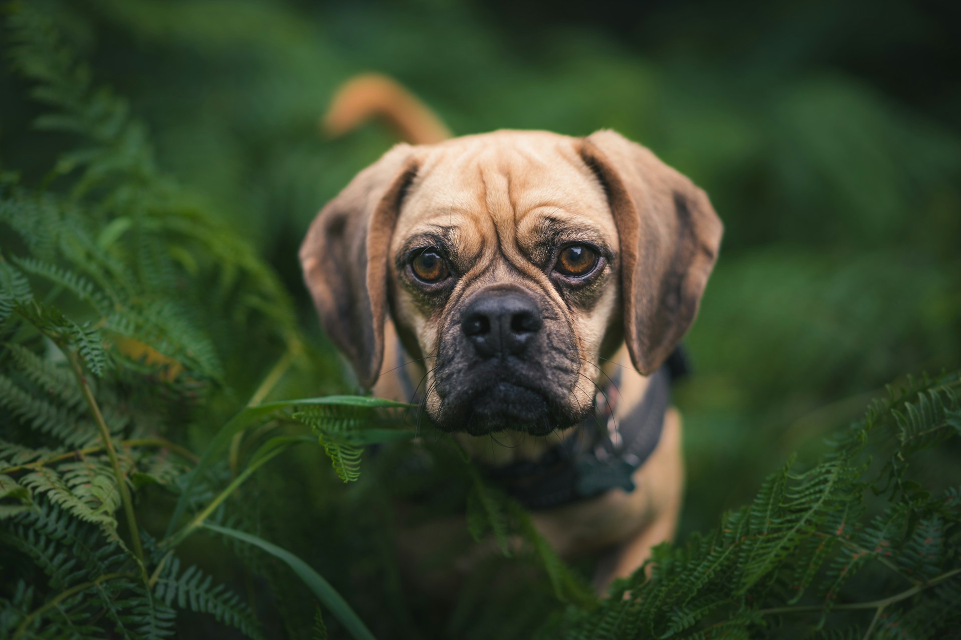 Puggle