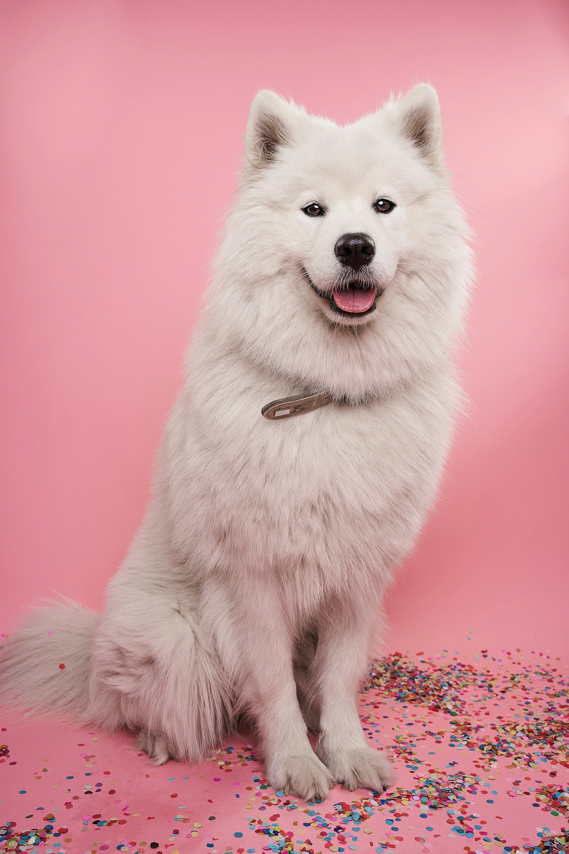 Samoyedo