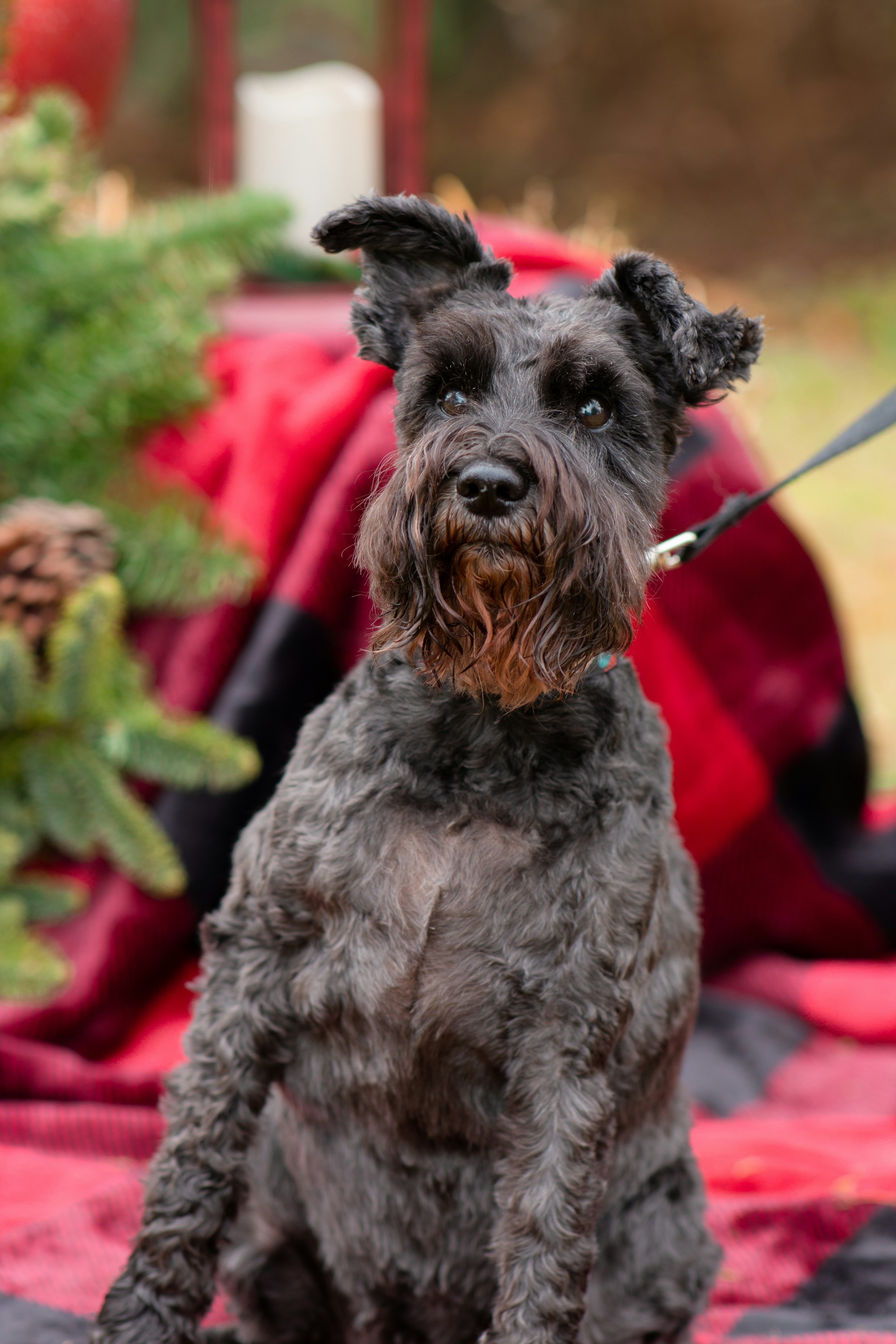 Schnauzer Miniatura