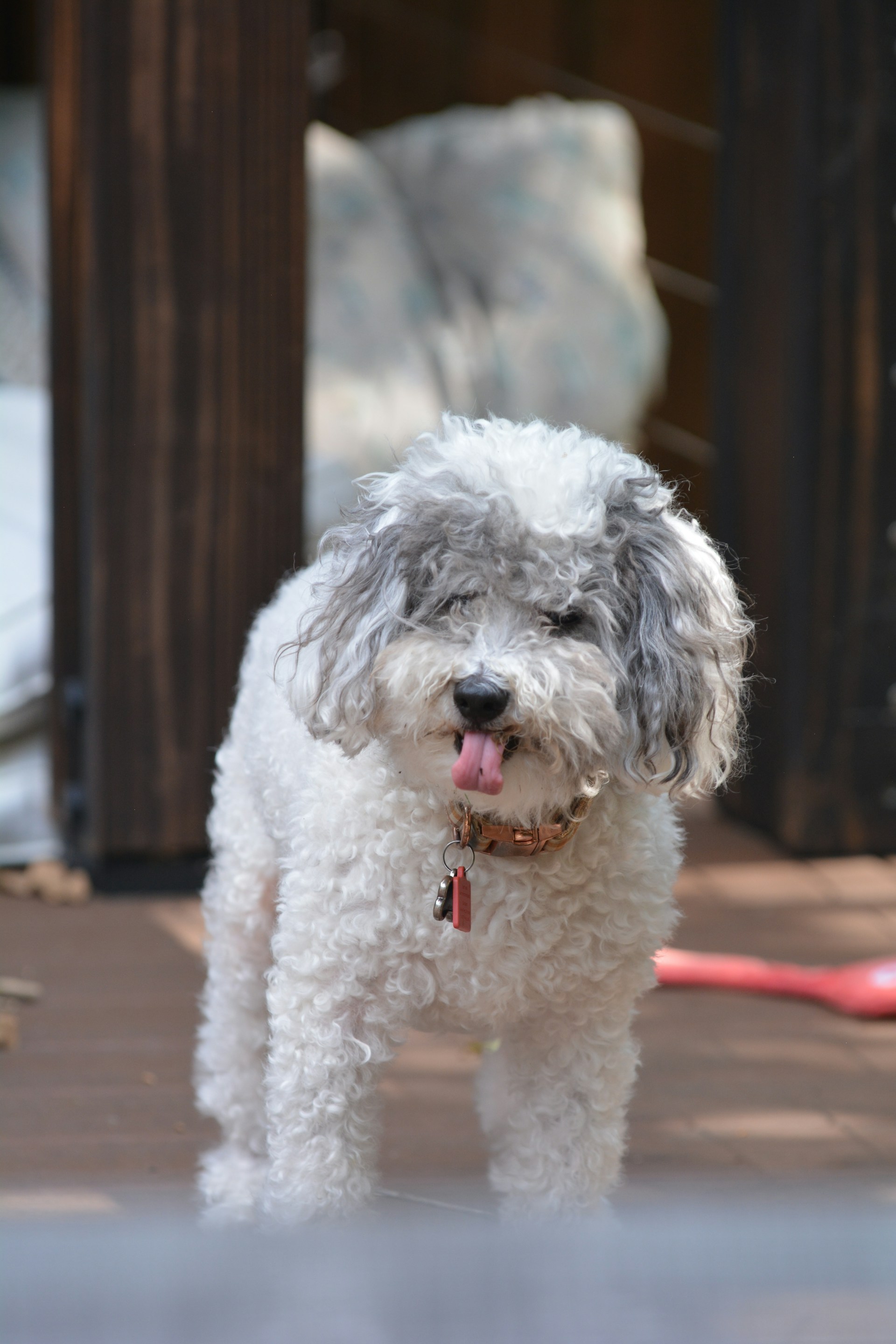 Schnoodle
