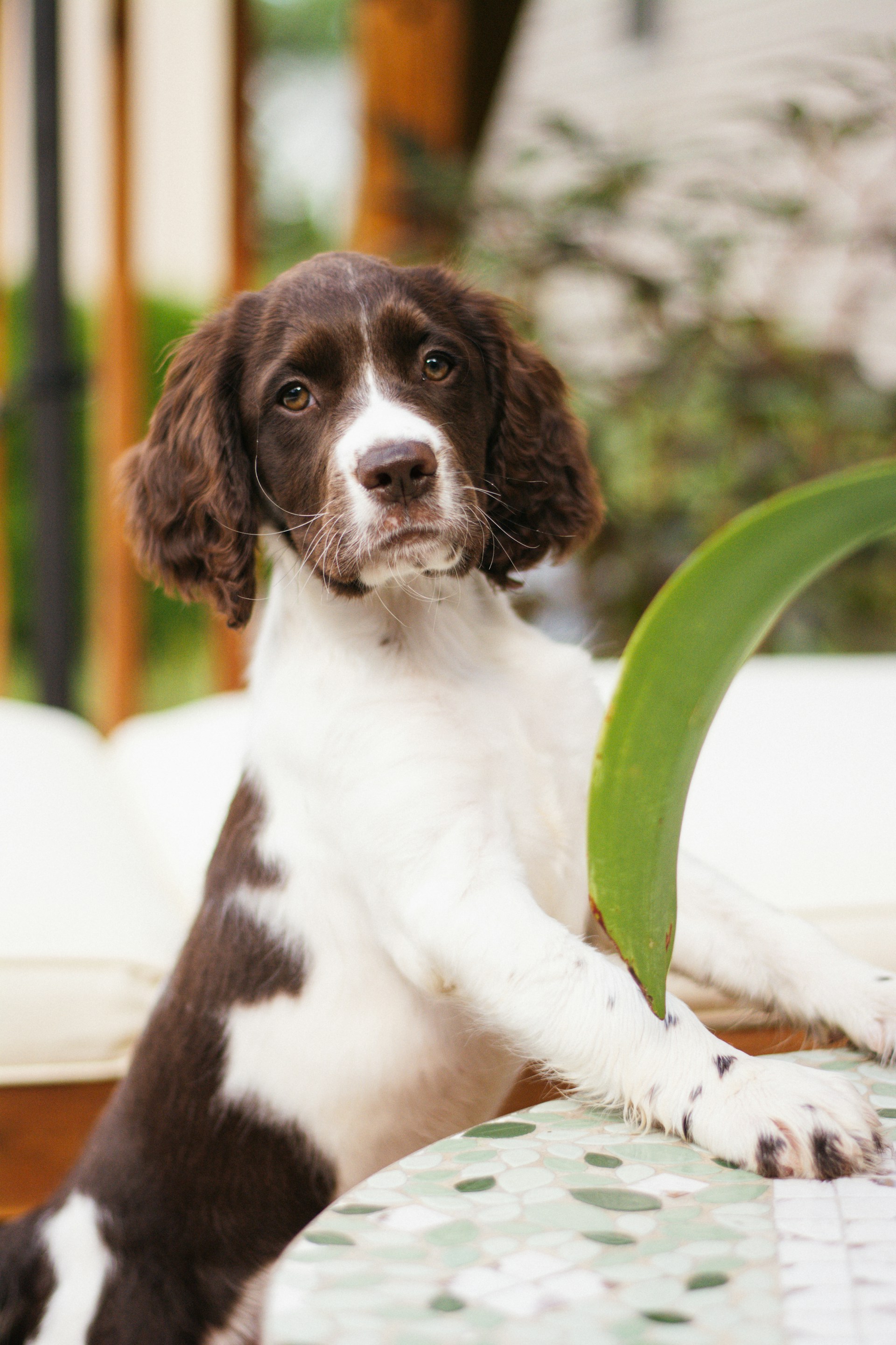 Springer Spaniel