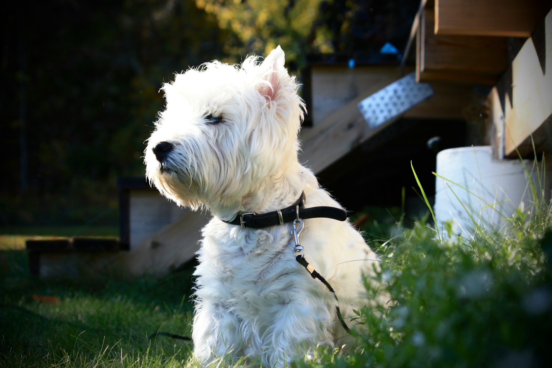West Highland White Terrier